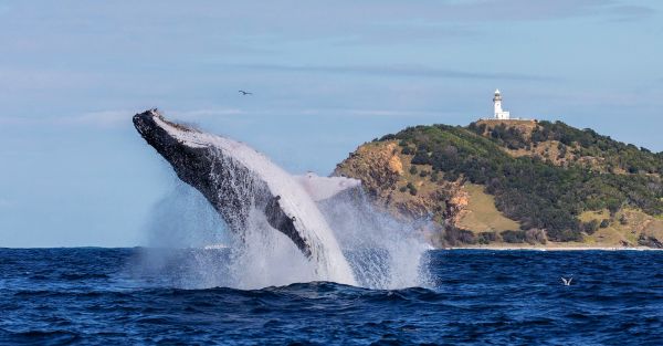 バイロン・ベイのホエールウォッチングの究極ガイド| Visit NSW